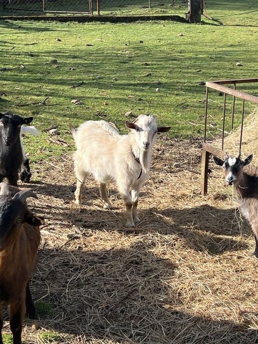 Raça de Cabras angorá.
