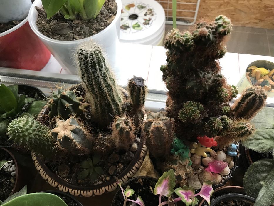 Кактуси різних видів та розмірів