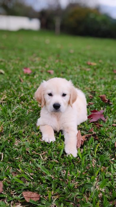 Golden Retriever disponível
