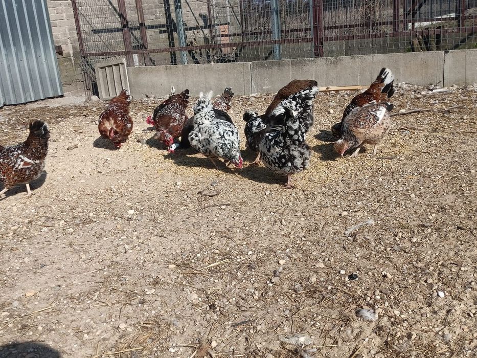 Jajka Lęgowe Mix Ras