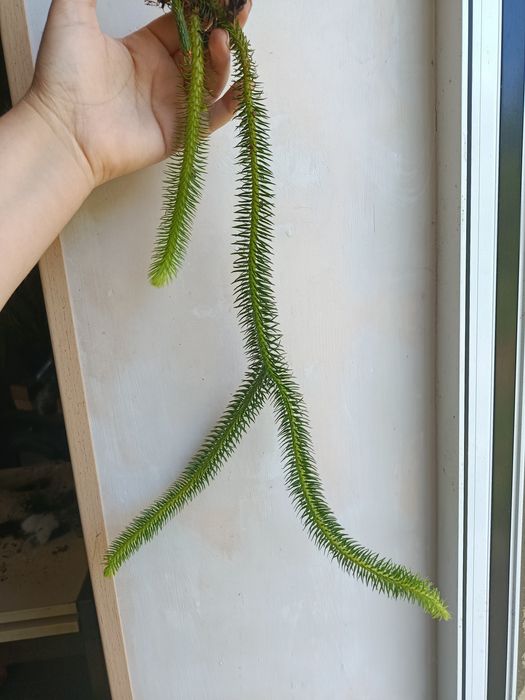 Хуперзія Hupersia ( Licopodium) squarosa