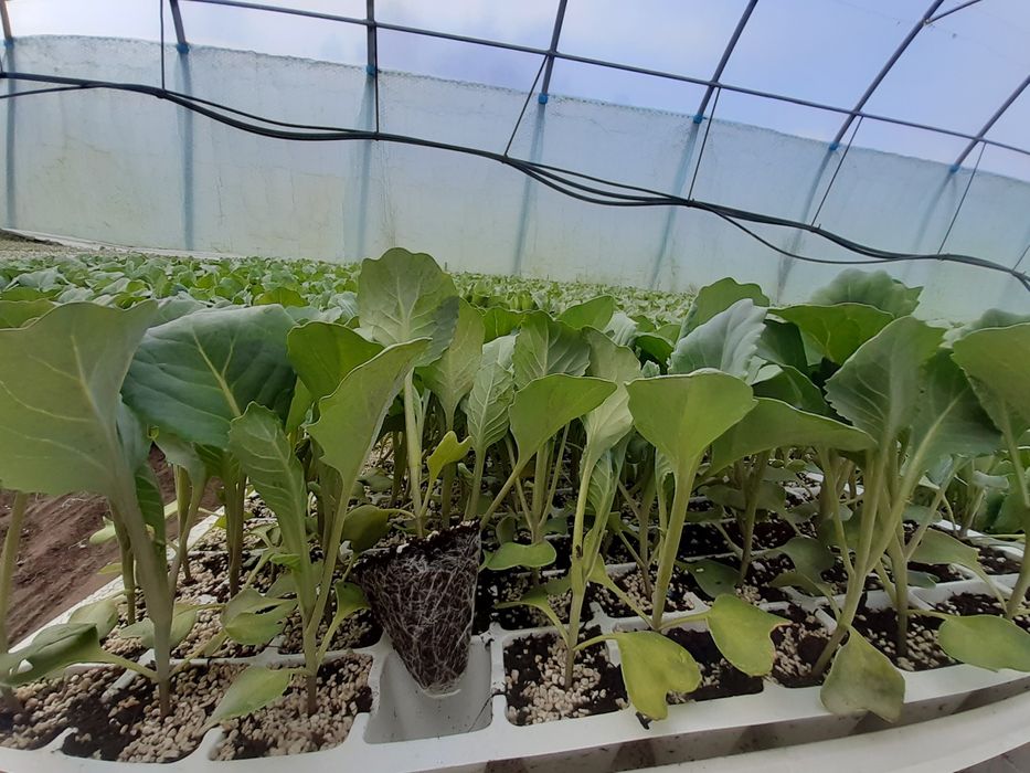 Rozsada Kapusta Ambrosia f1