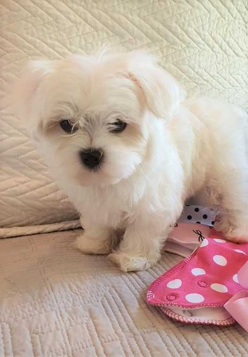 Maltańczyk Piesek z rodowodem. Hodowla 20-letnia.