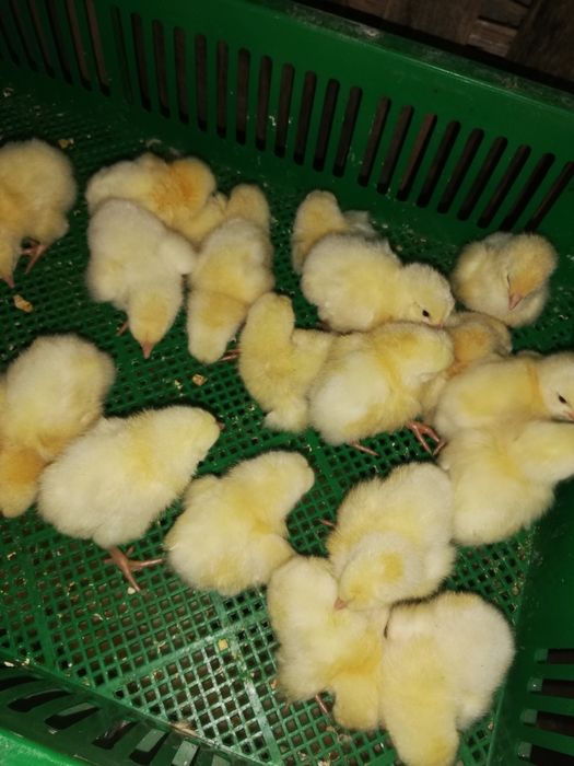 Суточные цыплята бройлера, мастер грей, ред бро, испанка