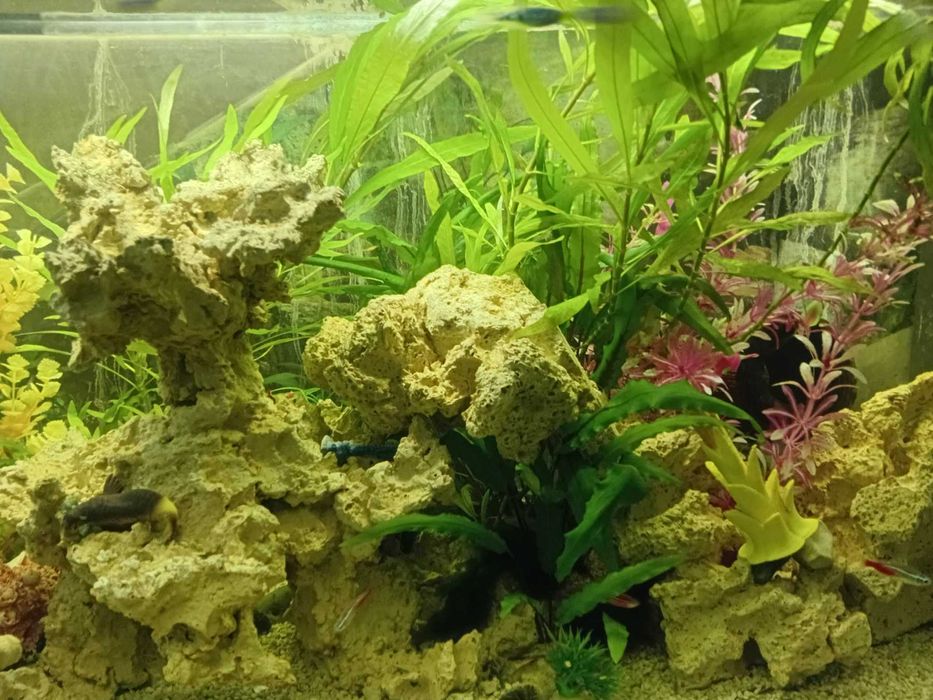 Акваріум з різними видами риб, рослин, креветок функціонує без світла