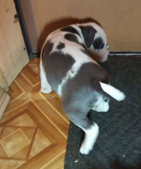 Крупный щенок амстаффа. ККУ. 19.11.25