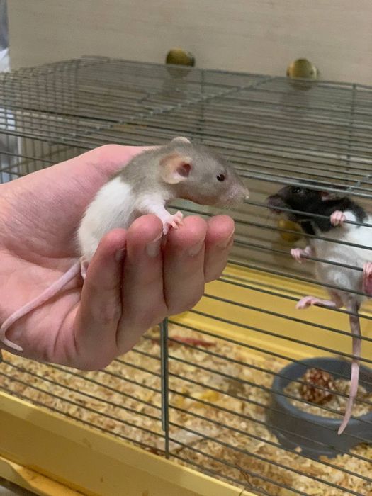 Щуренята дамбо хлопчики та дівчатка