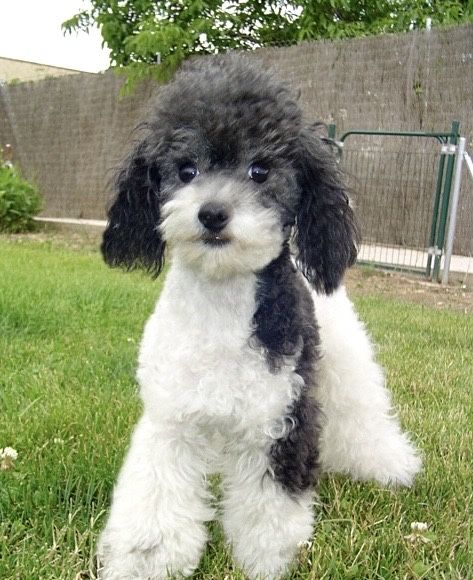 Цуценята Той Пуделя — Різні Окраси. Бронювання та Продаж