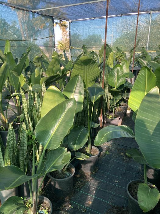 Estrelicia augusta/ estrelicia gigante