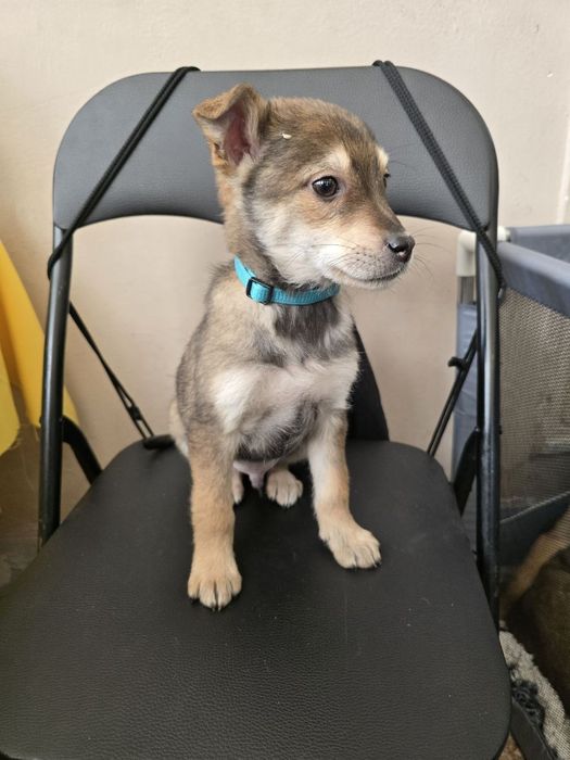 Чарівне цуценя хлопчик шукає родину