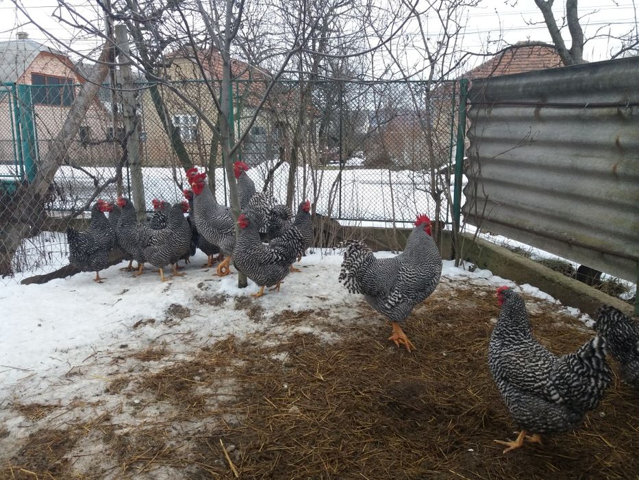 Инкубаційний яйце і кури породи Амрокс  м'ясо-яйєчна порода