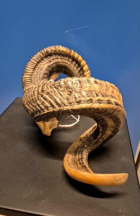 rogi barana / muflona trofea mysliwskie