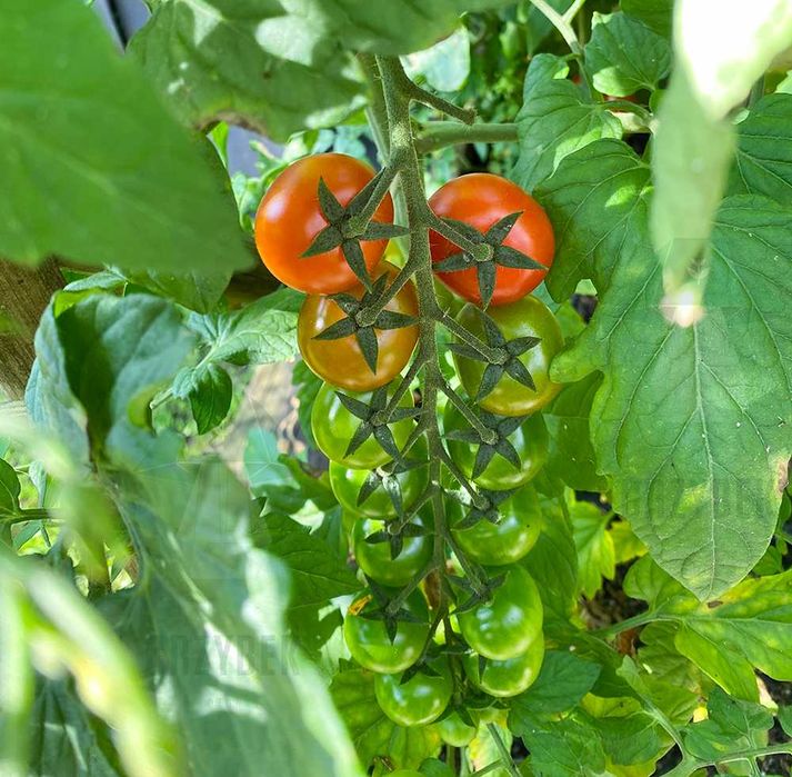 Sadzonki pomidorów koktajlowych TUDOR F1 - rozsada