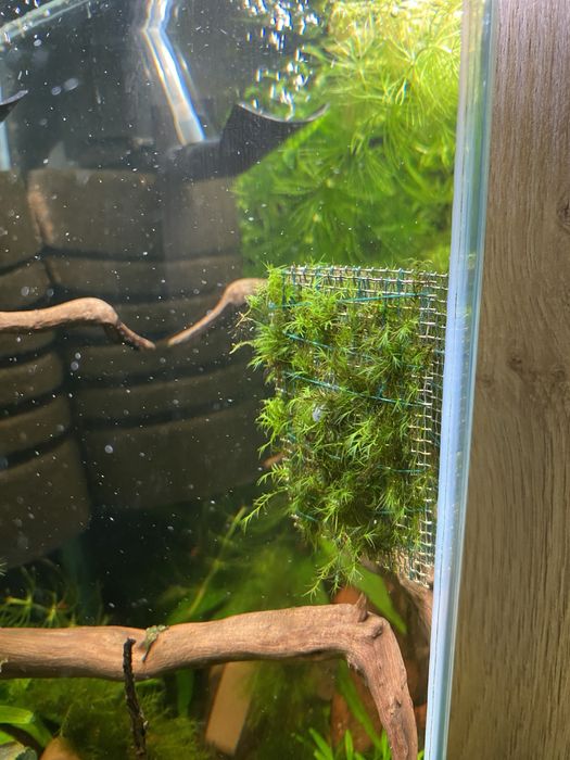 Phoenix moss mech na kratce 6,5x6,5 cm