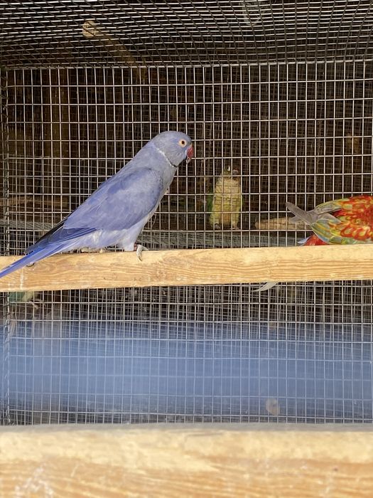 Disponivel todo o meu plantel de aves