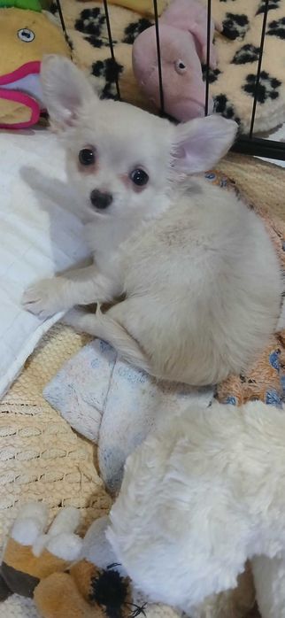 Chihuahua fêmea linda