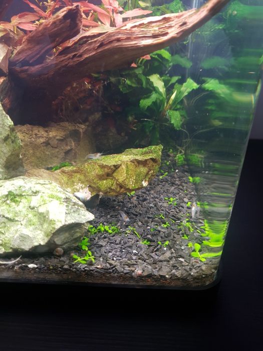 Akwarium 19 l z roślinami i krewetkami