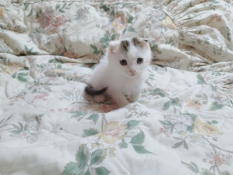 Маленьке диво з унікальним окрасом)
