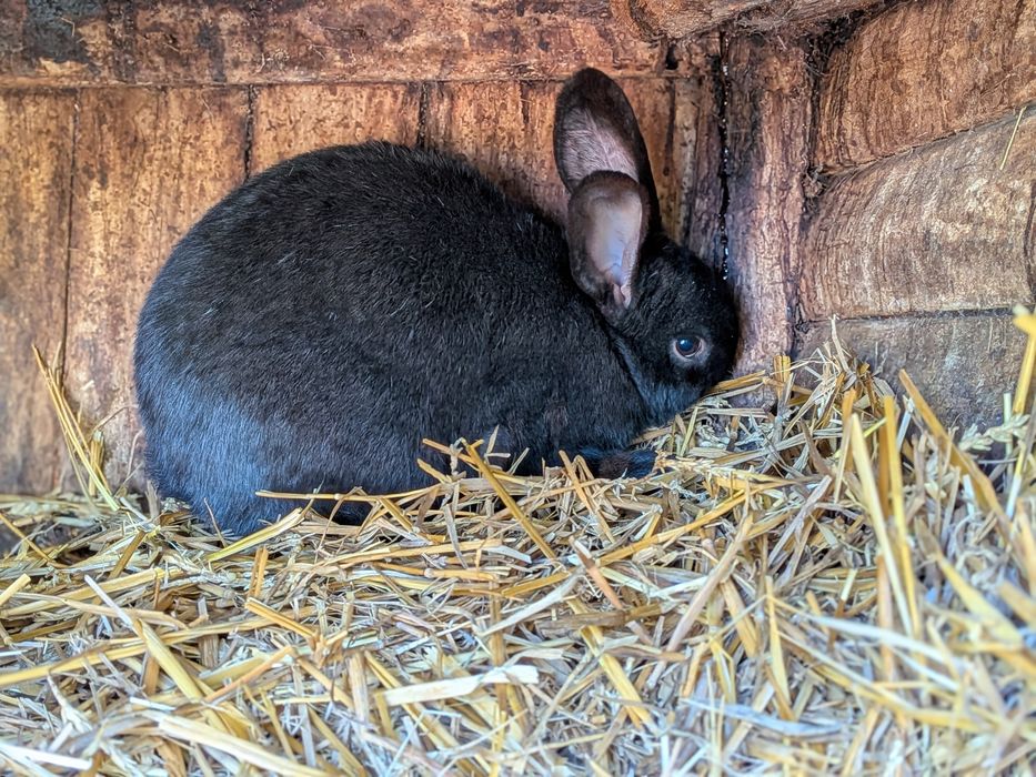 Sprzedam Samca królika ponad 3 kg czarny mieszany