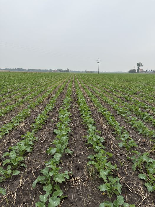 Siew pasowy Strip Till Czajkowski