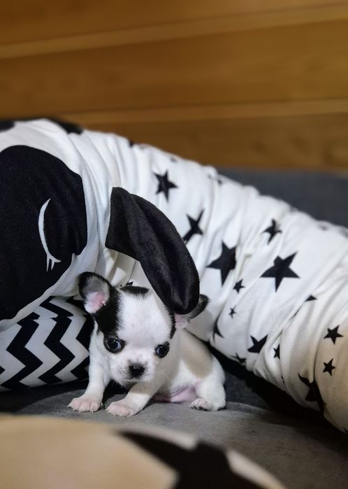Krótkowłosy piesek chihuahua.