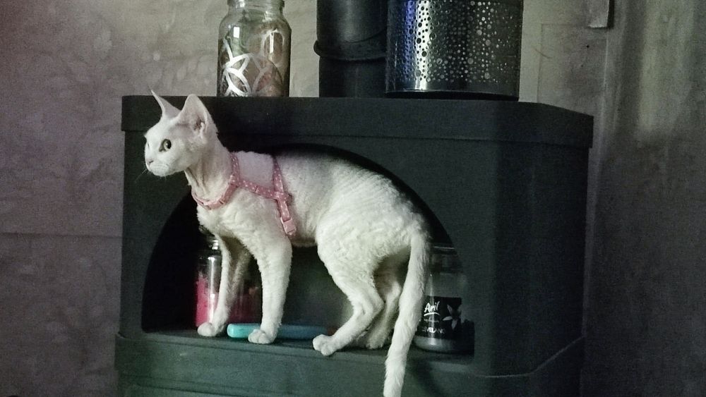 Ksenia devonka pohodowlana