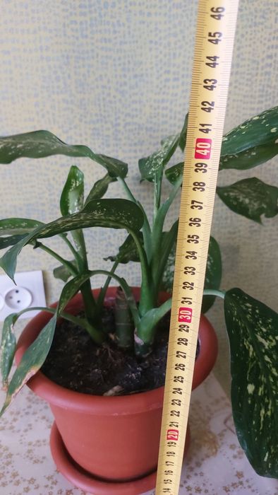 Дифенбахія плямиста ціна за шт