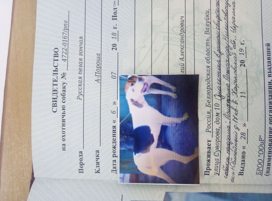 Украли собак пегая гончая