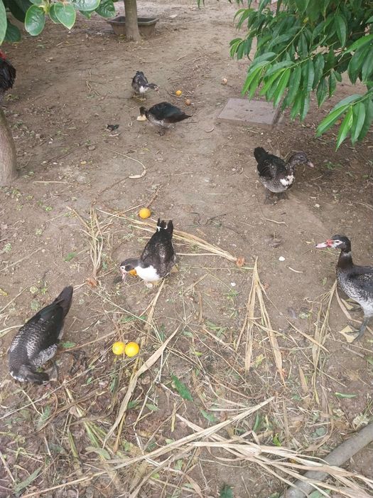 Vendemos patos grandes e pequenos