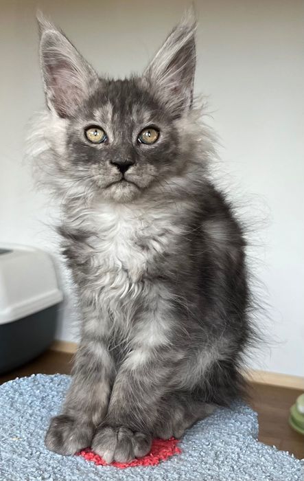 REZERWACJA Magiczny, ekskluzywny kocurek Maine Coon CZARNY DYMNY