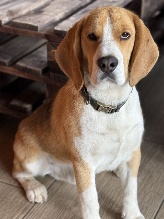 Бігль (бигль) вʼязка (злучка) розведення