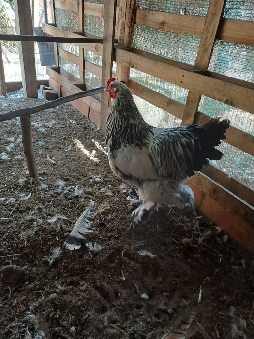 Macho de brahma light