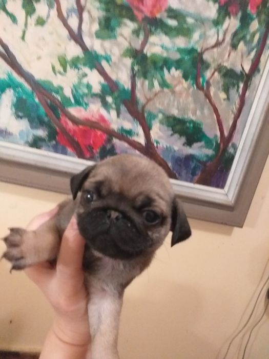 Улюблені мордочки