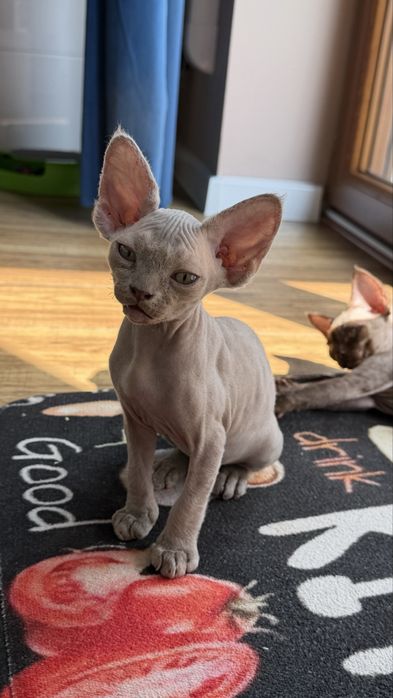 Kocur Amur Devon Rex już do odbioru