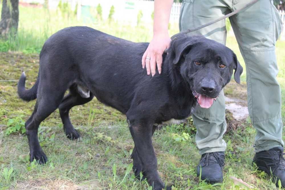 044327  Kelly do adopcji.