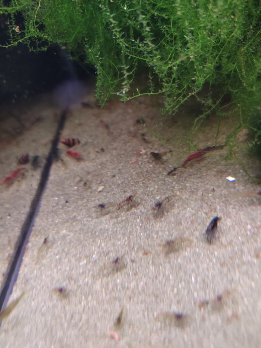 krewetki mix 10szt ekipa sprzątająca