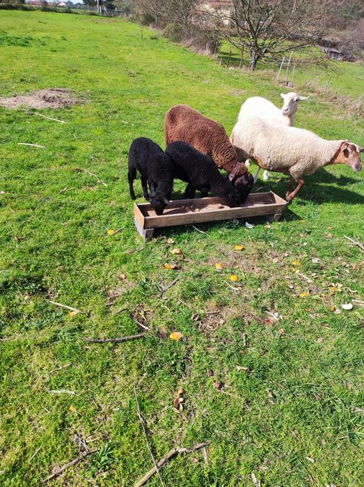 Vendem-se ovelhas com cordeiros