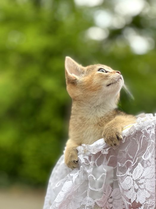 Чарівний абісінський хлопчик.Доставка за кордон.