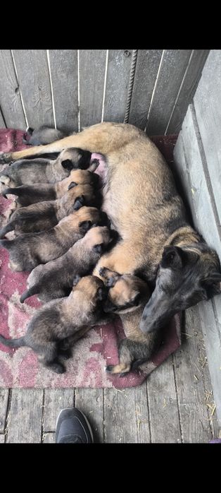 Цуценята Бельгійської вівчарки (Малінуа)