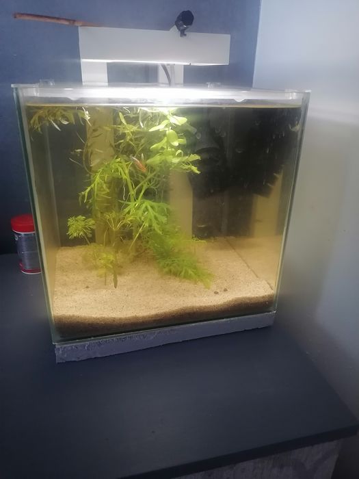 Akwarium kostka z lampa