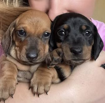 Щеня такси – ваш майбутній улюбленець