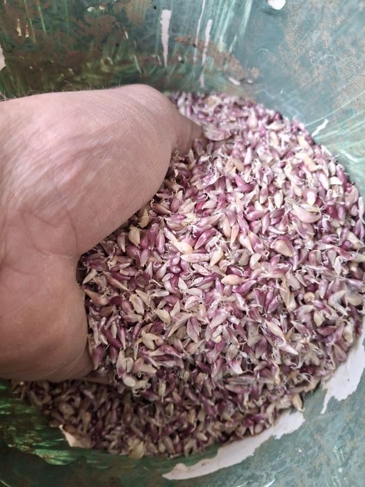 Часник домашній  сорт любаша