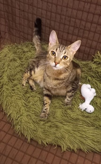 Отдам даром в добрые руки полосатую кошечку