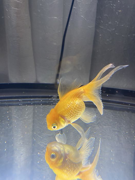 Kinguio pérola ( Pearlscale)