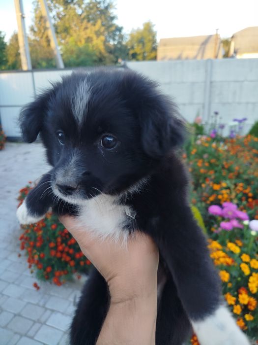 Собачка 2 месяца.
