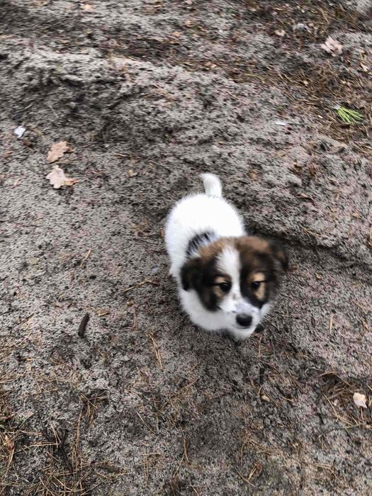 Люди, спасіть цуценят!