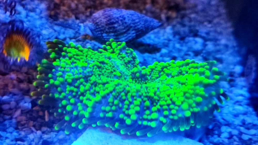 Coral Green Ricordea