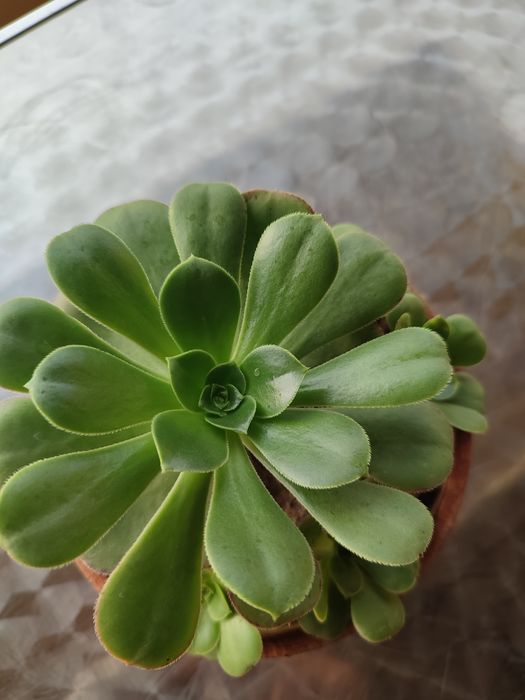 Taça de suculenta aeonium verde