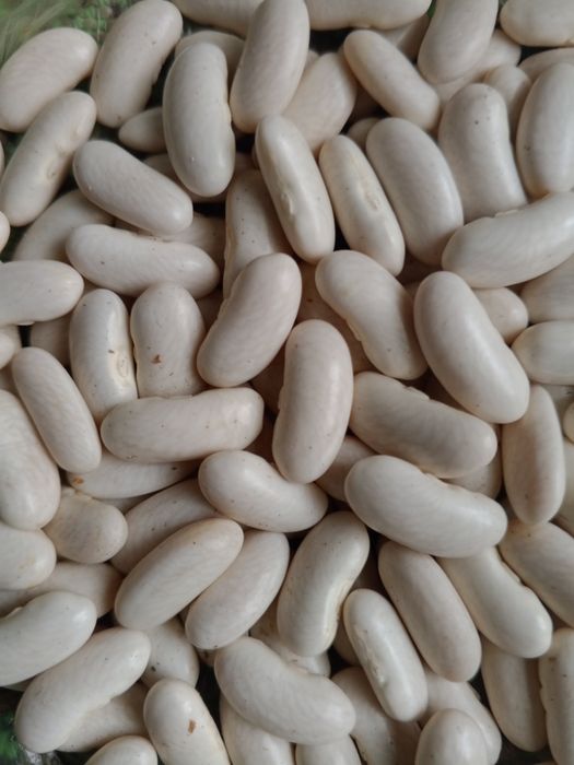 Продам лімську квасолю,кузову,витку