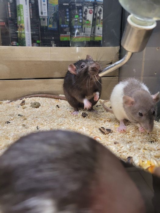 Szczur dumbo w sklep zoologiczny Pawik.pl